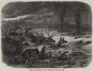 Animals taking Refuge from a Prairie Fire by Johann Baptist Zwecker